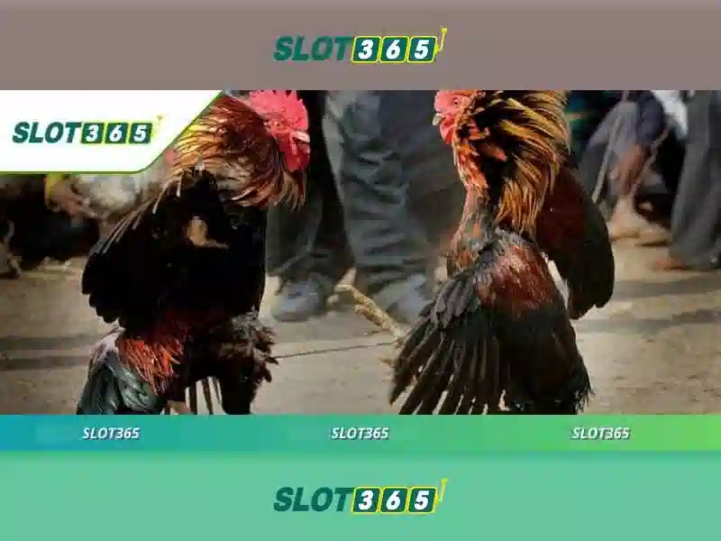 Slot365 platform overview