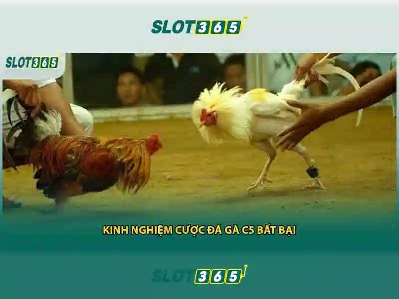Slot365 - Đánh giá nền tảng chơi slot trực tuyến